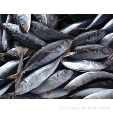 Produsen Seafrozen Horse Mackerel 16cm+ EU Standar